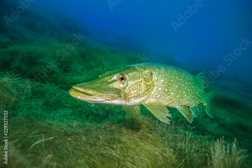 Northern pike, a common freshwater fish in Germany photo