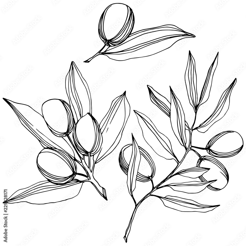 Olive tree in a vector style isolated. Black and white engraved ink art ...