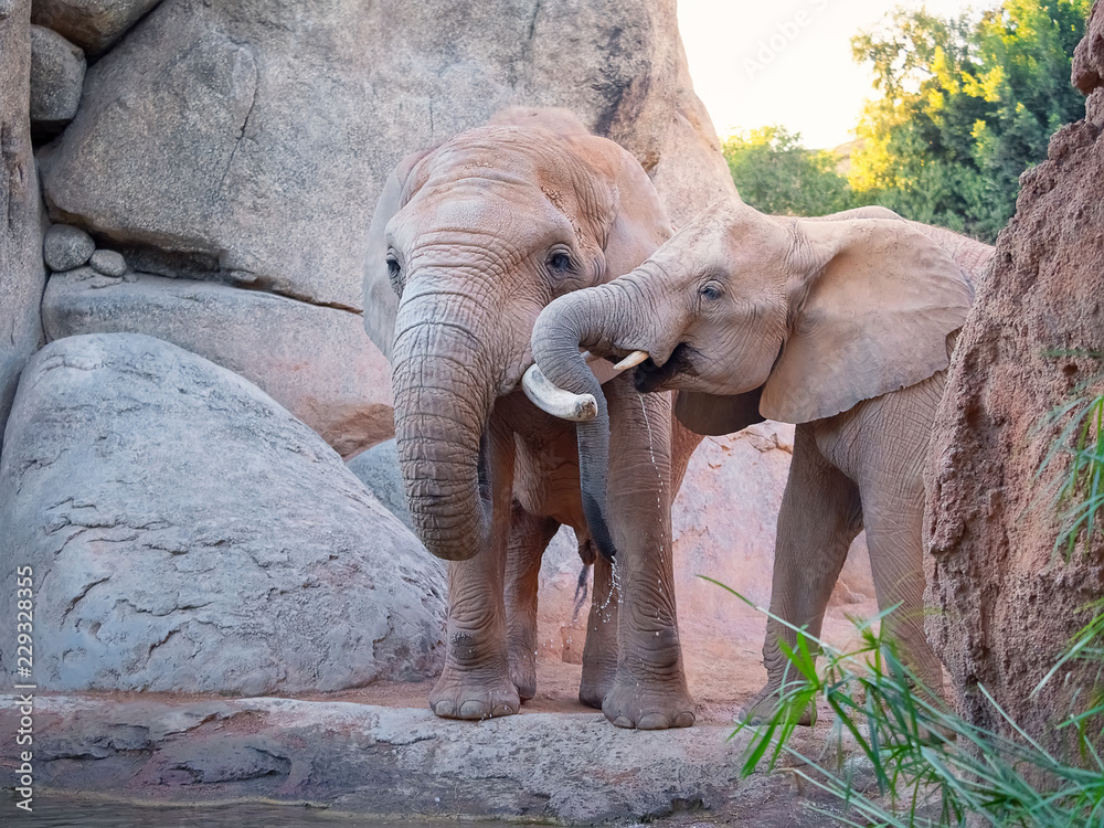 Pareja de elefantes africanos, haciendose caricias y jugando cerca de un riachuelo foto de Stock | Adobe Stock Pareja de elefantes africanos, haciendose caricias y jugando cerca de un riachuelo foto de Stock | Adobe Stock