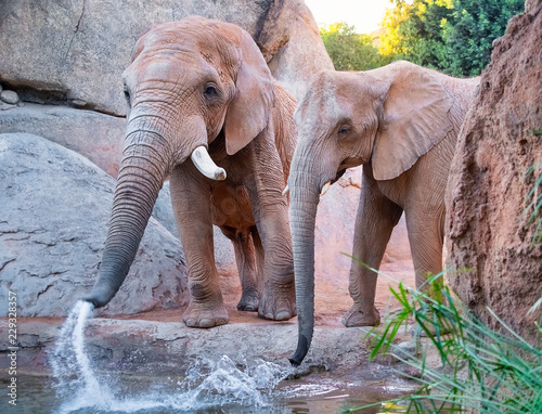 pareja de elefantes africanos, jugando y bebiendo agua en un riachuelo foto  de Stock | Adobe Stock