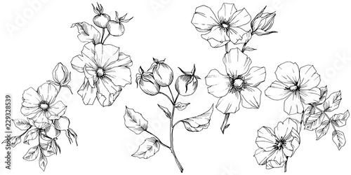 Wildflower rosa canina in a vector style isolated. Black and white engraved ink art. Vector flower for background, texture, wrapper pattern, frame or border.