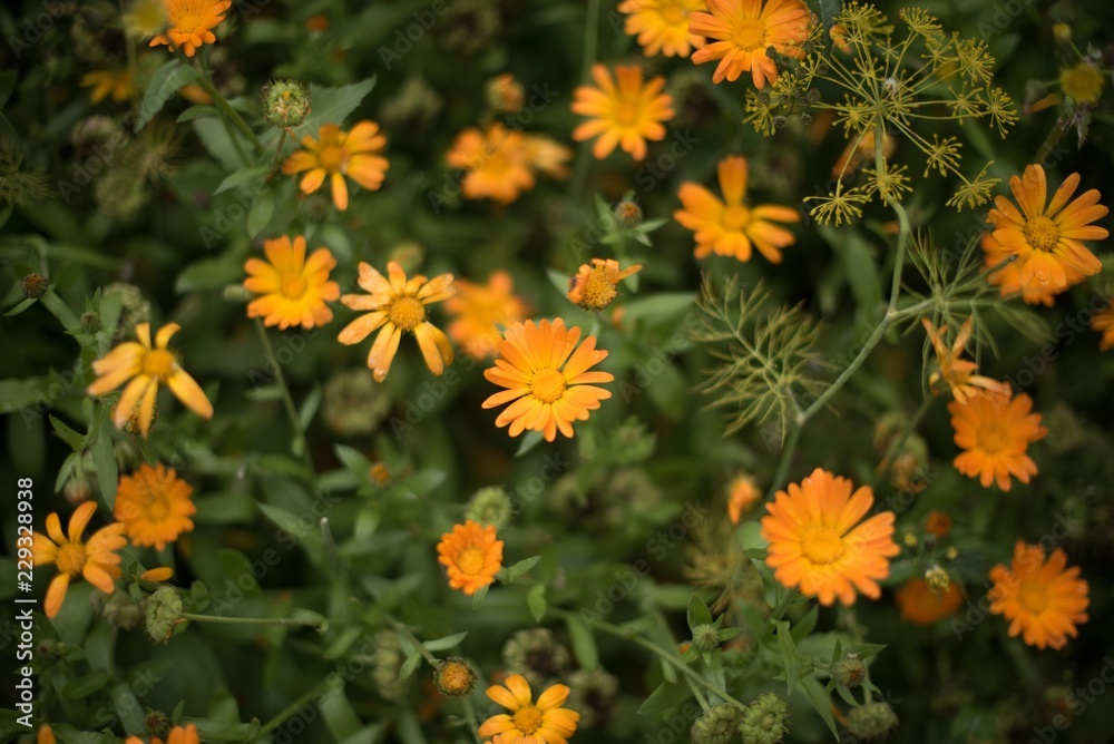 flowers flowers