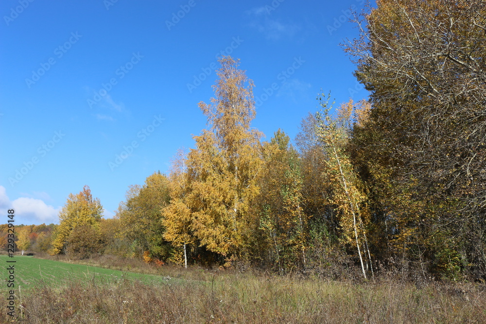 Autumn meadow is at the edge of the forest Autumn meadow is at the edge of the forest