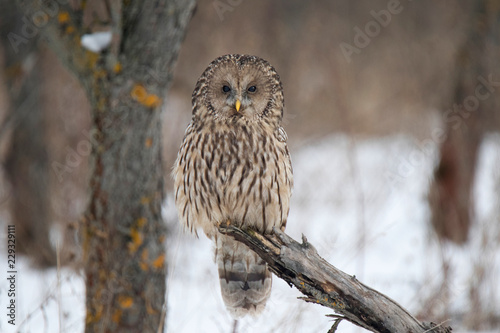 Ural owl