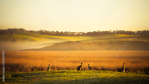kangaroos in the field