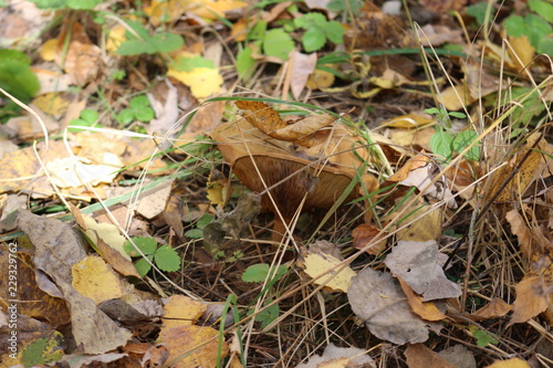  Mushroom grew in a cold autumn forest © Yuliya