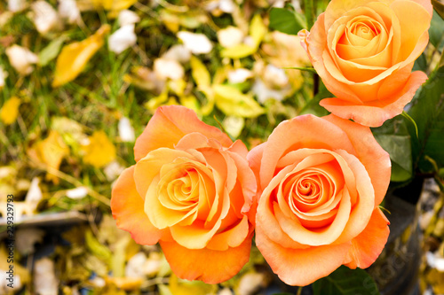 Fototapeta Naklejka Na Ścianę i Meble -  Bouquet of orange rose flowers, autumn fallen leaves on ground