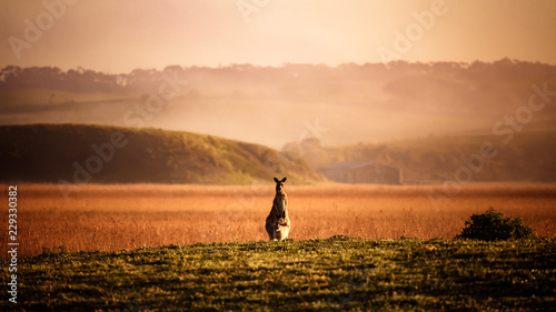 kangaroo in the field