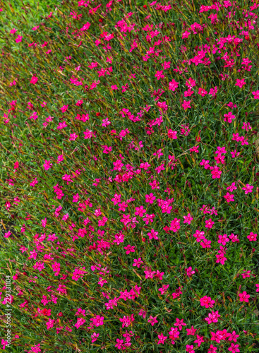 Field flowers. Field pink carnations in the meadow in summer