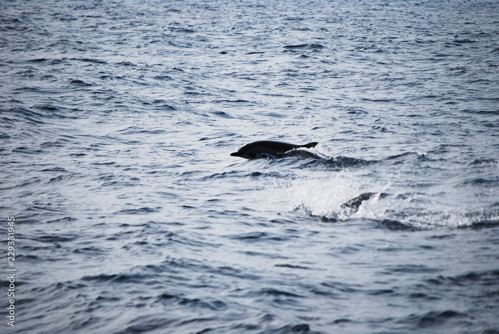 Naklejka premium Dolphin swimming in the ocean