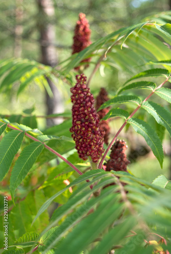 Branch of male staghorn sumac blooming in autumn garden