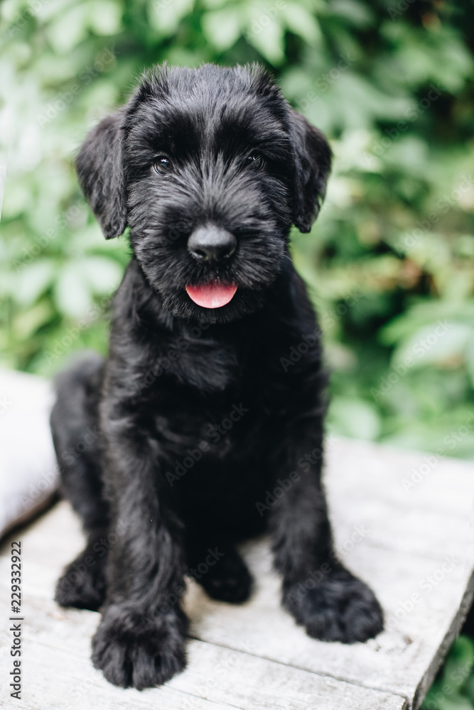 Giant Schnauzer puppy 1 2 months Stock Photo Adobe Stock