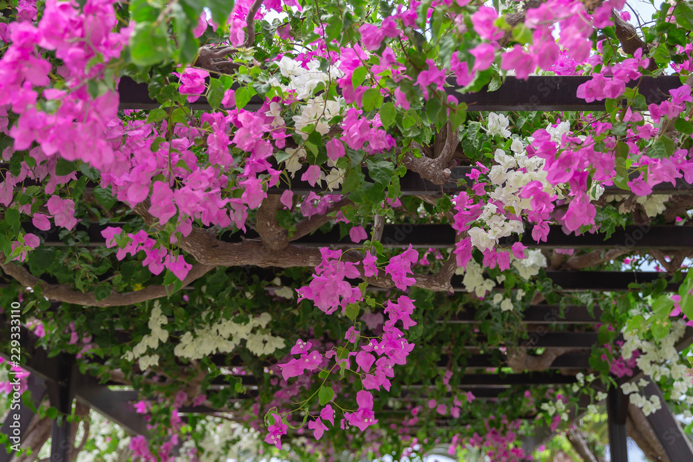 Wooden pergola,covered in climbing plants.Beautiful purple and white flowers  Bougainvillea as a background.Close up. foto de Stock | Adobe Stock