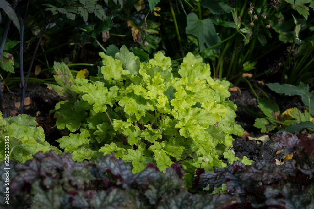 Bright green foliage of heuchera Lime Marmalade in autumn garden Bright green foliage of heuchera Lime Marmalade in autumn garden