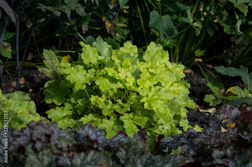 Bright green foliage of heuchera Lime Marmalade in autumn garden