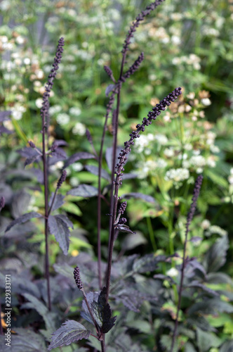 Actaea simplex Atropurpurea Brunette growing in the park with astrantia, beautiful ornamental garden plant with burgundy foliage