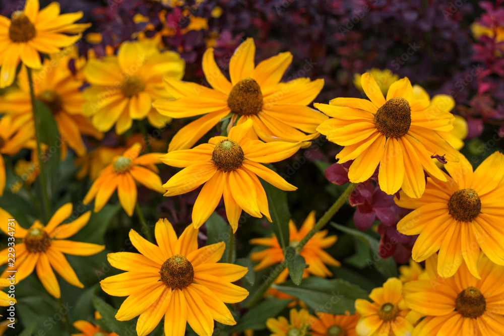 beautiful flowers in nature in the botanical garden beautiful flowers in nature in the botanical garden