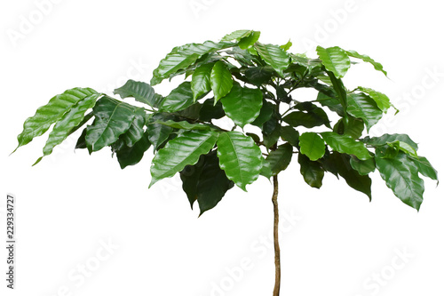 Coffee tree on white background.