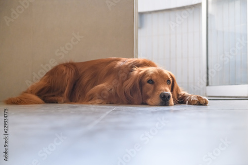 Golden retriever lying on the ground