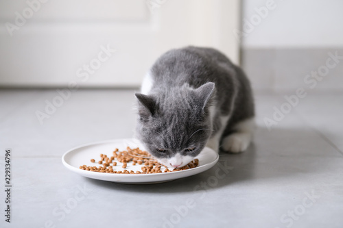 British short-hair cat is eating something photo