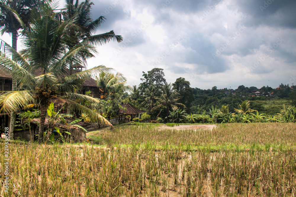 Landscape with many rice fields near the town Ubud on Bali, Indonesia
Landscape with many rice fields near the town Ubud on Bali, Indonesia