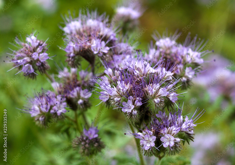 beautiful flowers in nature in the botanical garden