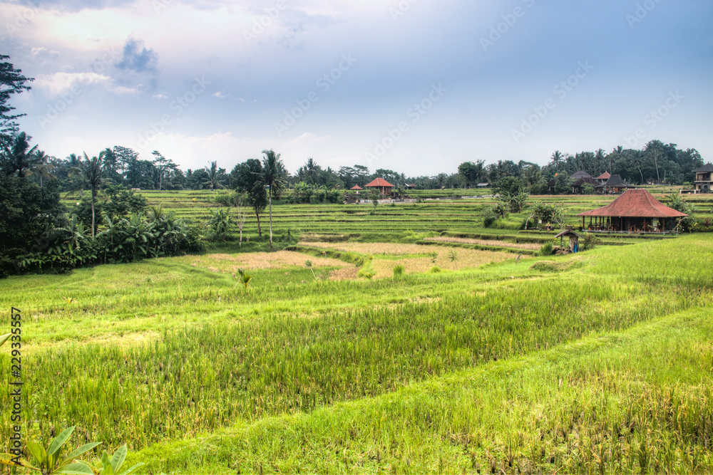 Landscape with many rice fields near the town Ubud on Bali, Indonesia
