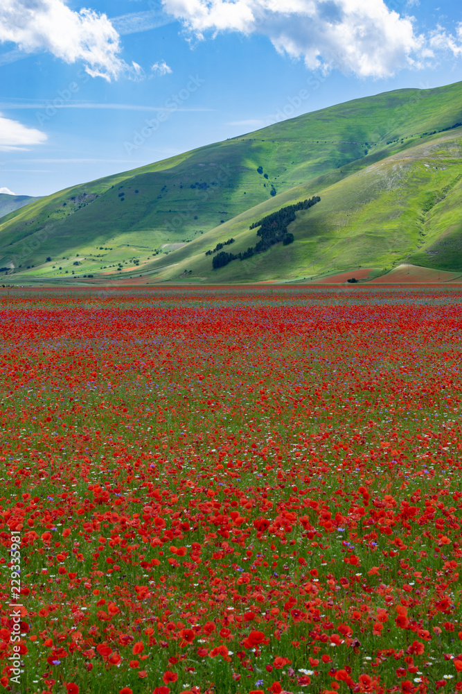 Fioritura 2018 a Castelluccio di Norcia Fioritura 2018 a Castelluccio di Norcia