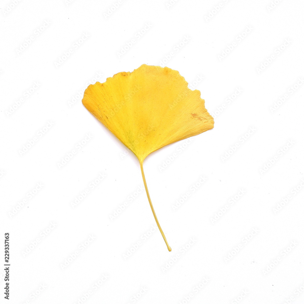 Naklejka premium yellow ginkgo biloba leaf isolated on white background