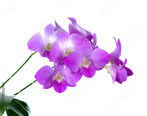 Fototapeta Naklejka Na Ścianę i Meble -  Purple (Violet) orchid on white
