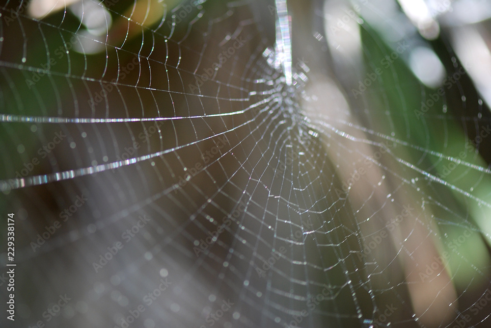 DETALLE MACRO DE UNA TELA DE ARAÑA