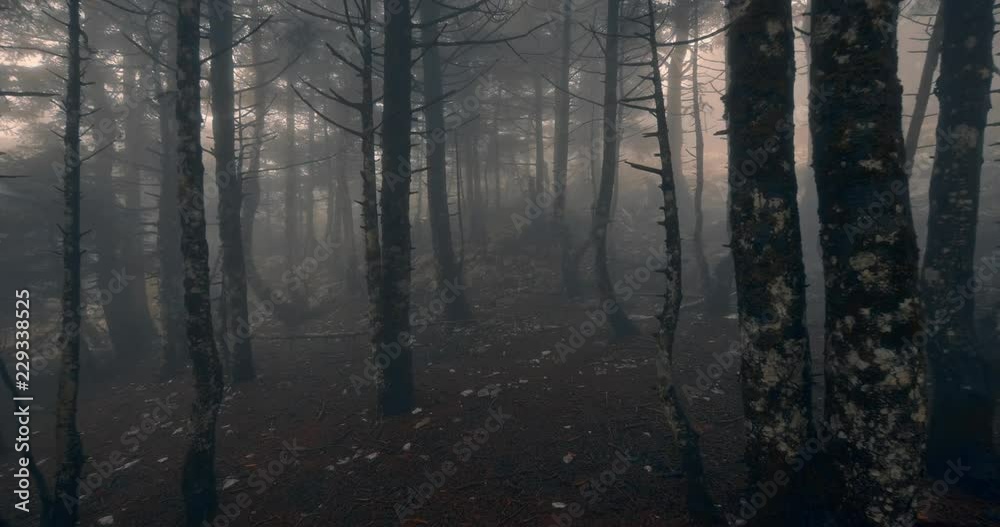 Scary mystical dark foggy autumn/winter forest in motion Scary mystical dark foggy autumn/winter forest in motion
