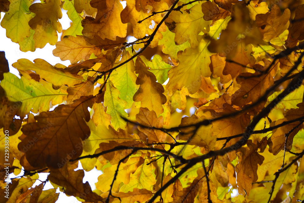 Oak branches with autumn colored leaves close-up. yellow, red, green autumn leaves Oak branches with autumn colored leaves close-up. yellow, red, green autumn leaves
