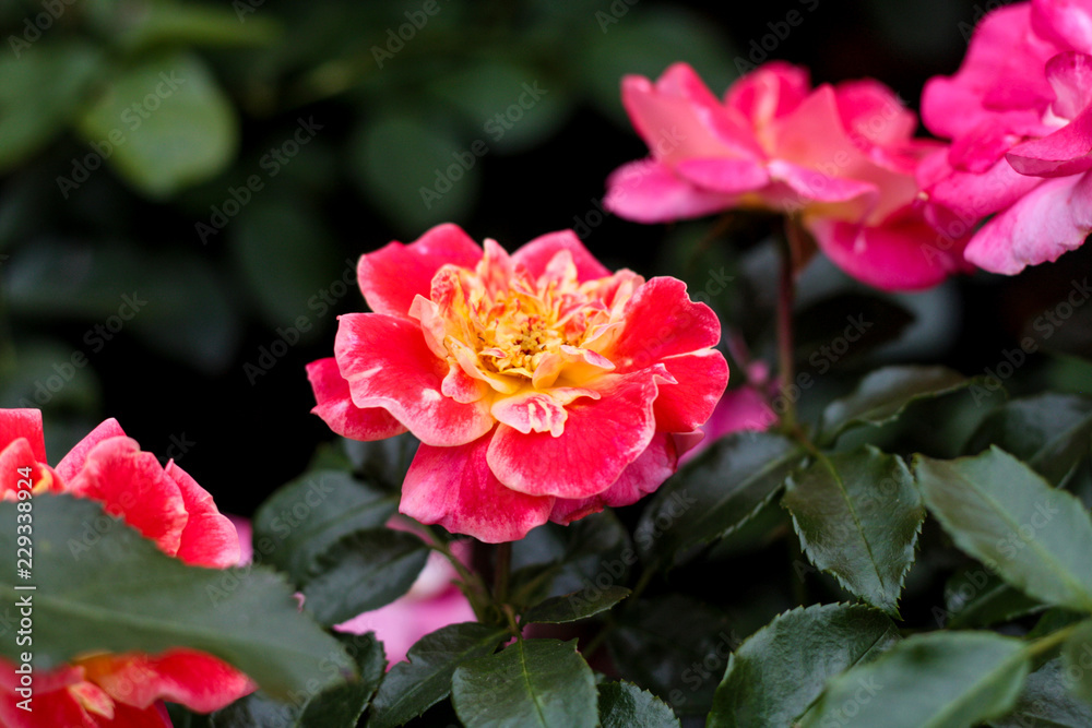 beautiful flowers in nature in the botanical garden beautiful flowers in nature in the botanical garden