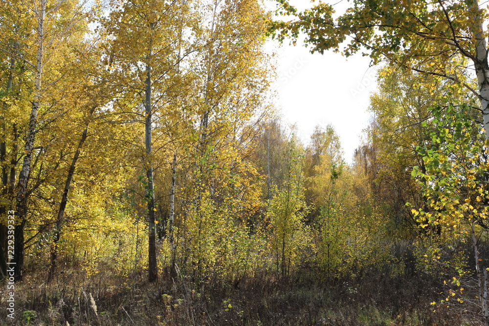 Beautiful autumn forest stands in the golden foliage Beautiful autumn forest stands in the golden foliage