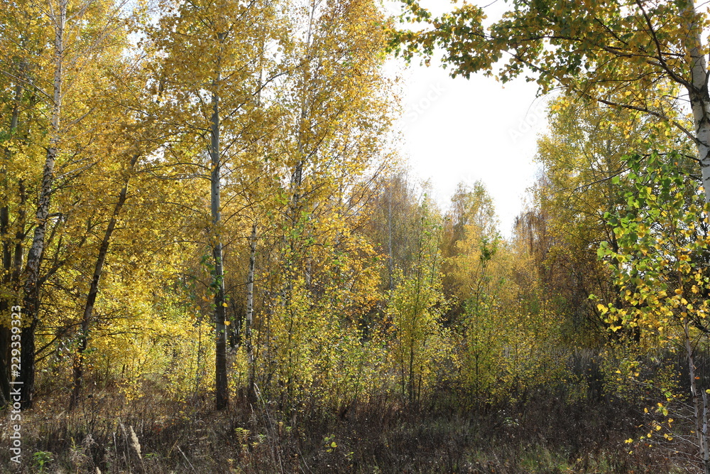 Beautiful autumn forest stands in the golden foliage