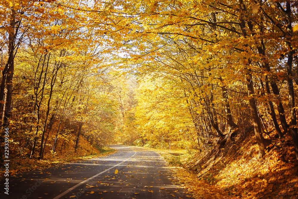 Obraz premium Road in yellow autumn forest