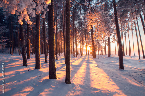 Winter wonderland photo