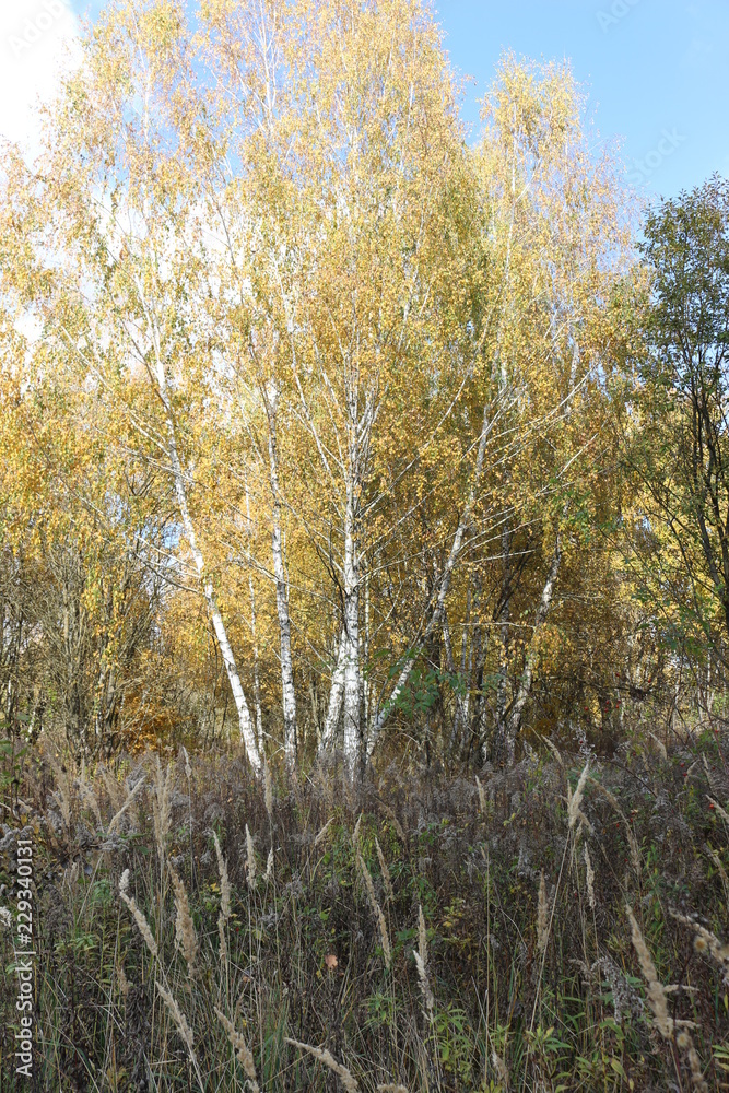 Beautiful autumn forest stands in the golden foliage Beautiful autumn forest stands in the golden foliage