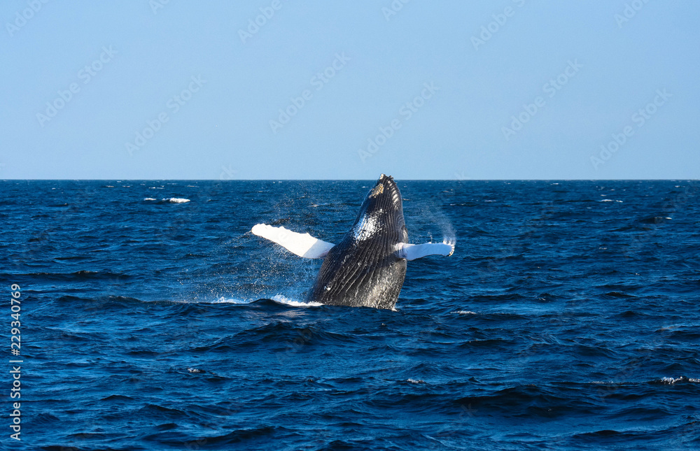 Fototapeta premium Whale Breach - Cape Cod Bay - August 26th 2018