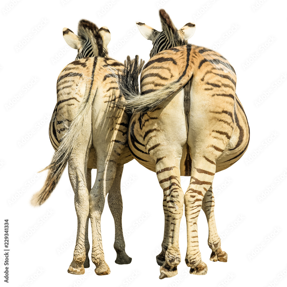 Obraz premium Two zebras standing, back side view, isolated on white background.
