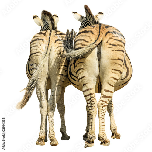 Two zebras standing  back side view  isolated on white background.