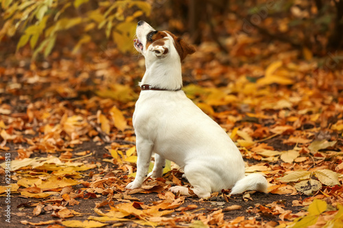 Cute funny dog in autumn park © Pixel-Shot