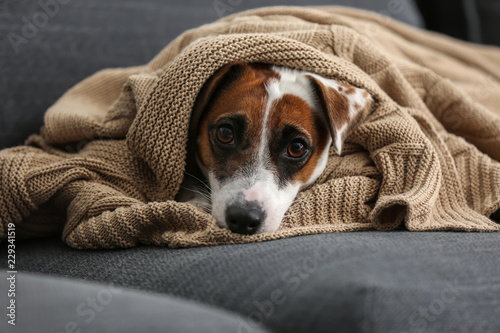 Cute funny dog lying under warm plaid on sofa © Pixel-Shot