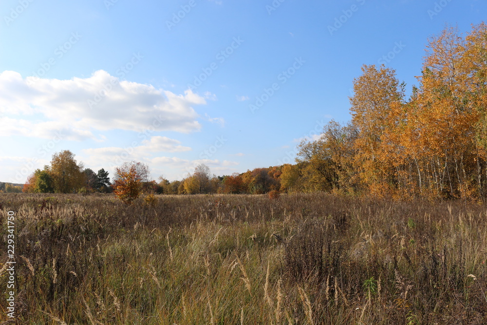 Autumn meadow is at the edge of the forest