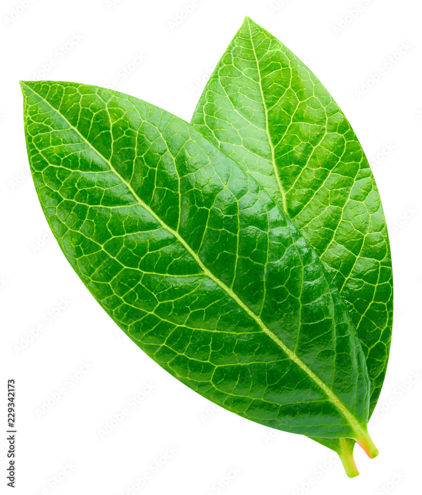 Obraz premium Blueberry leaves Clipping Path