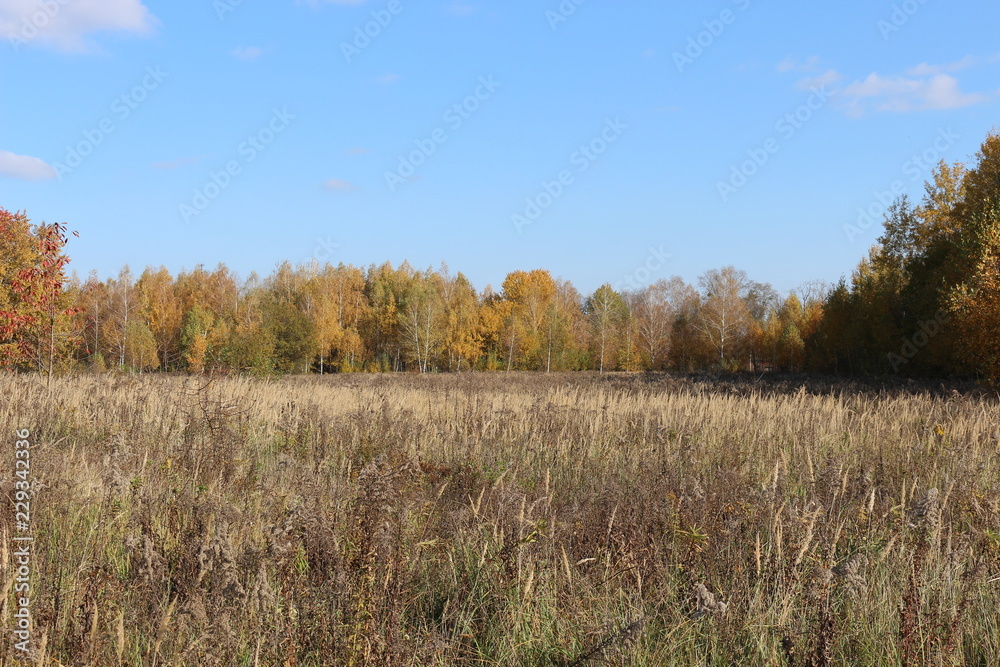 Autumn meadow is at the edge of the forest