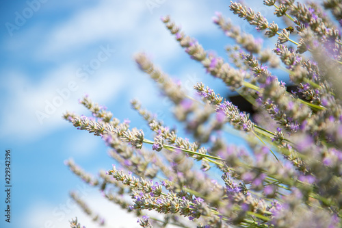 Duftendes Lavendelfeld und blauer Himmel © Patrick Daxenbichler