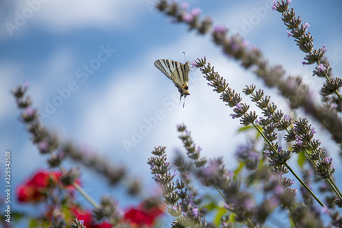 Schmetterling in Lavendelfeld, blauer Himmel