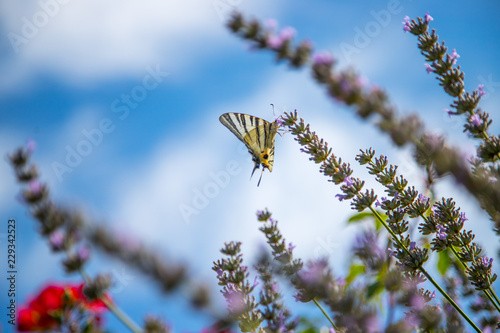 Schmetterling in Lavendelfeld, blauer Himmel
